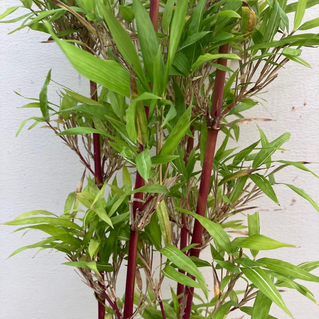 竹　シュチク　朱竹