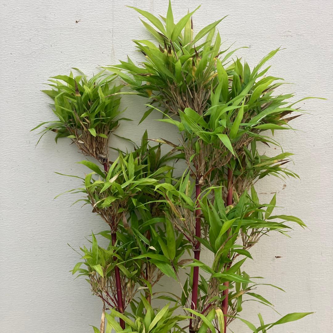 竹　シュチク　朱竹