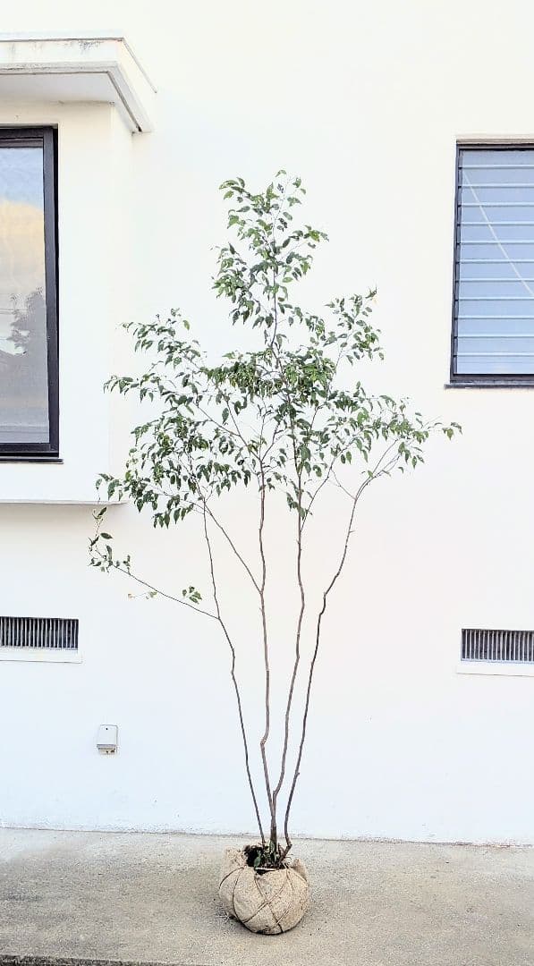 訳あり特価！山採りハイノキ。