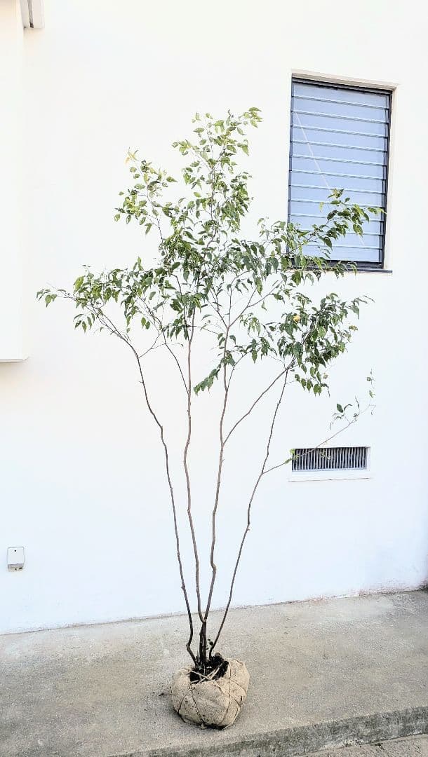 訳あり特価！山採りハイノキ。