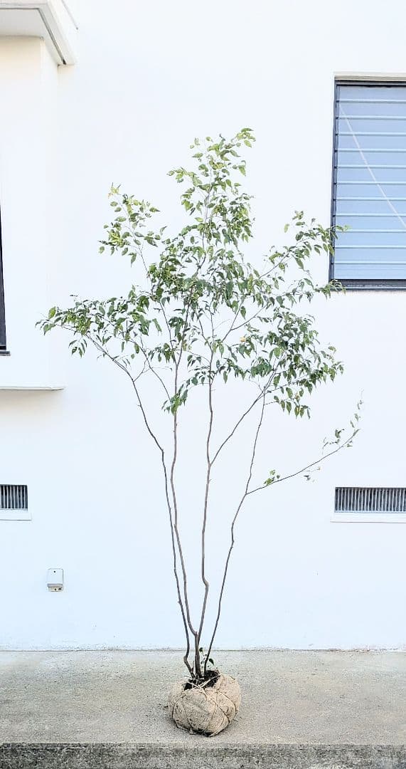 訳あり特価！山採りハイノキ。