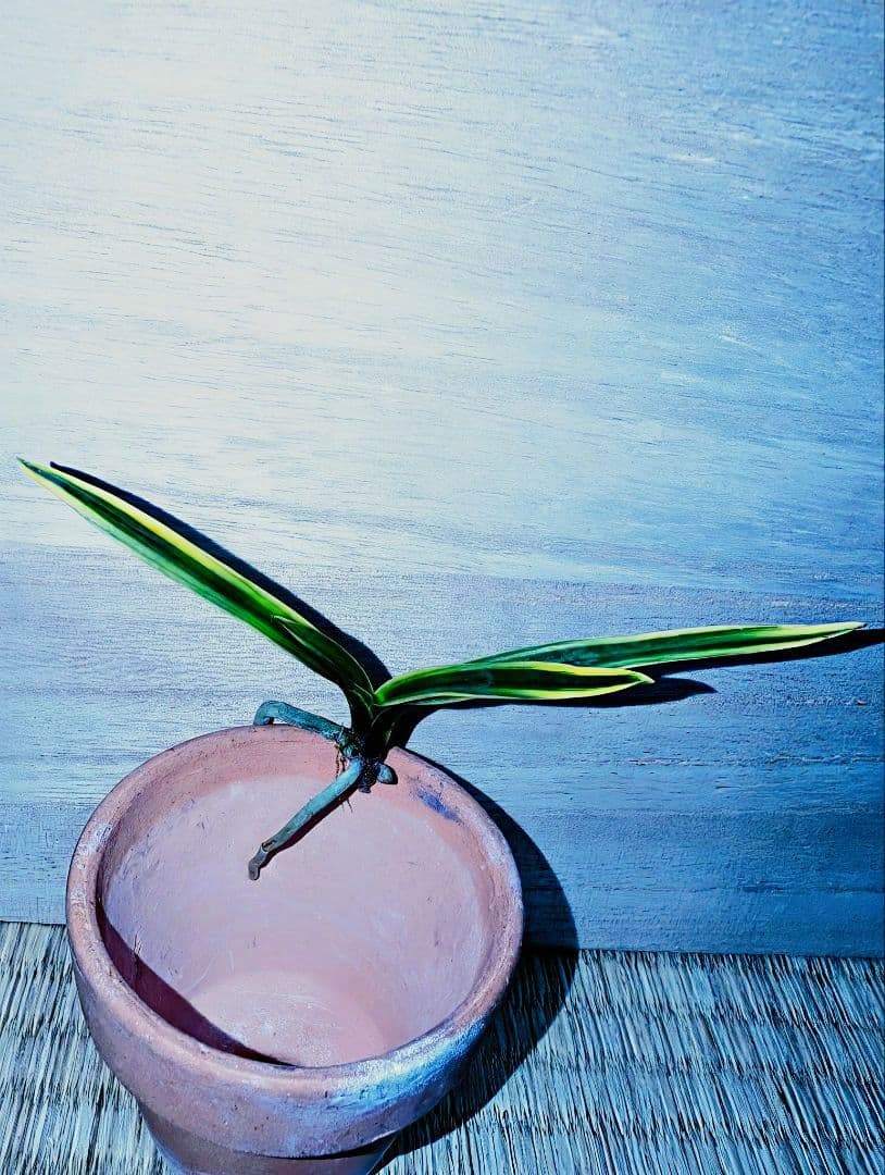 【迎春】富貴蘭　湖東錦