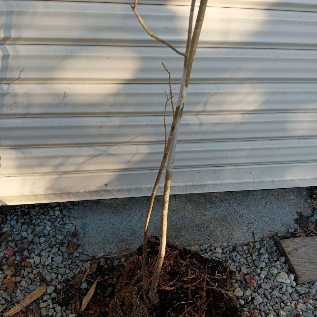 アオダモ　2本立ち　山採り