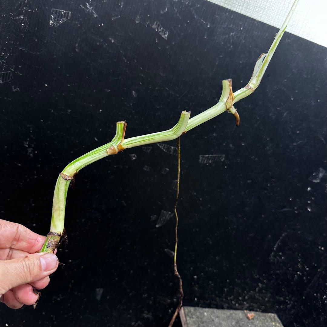 H*I様 斑入りモンステラホワイトタイガー茎8株おまとめ