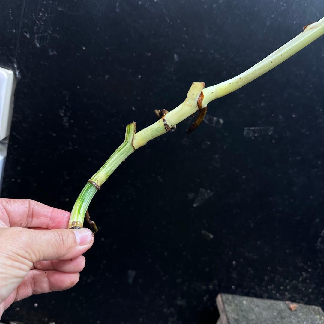 H*I様 斑入りモンステラホワイトタイガー茎8株おまとめ