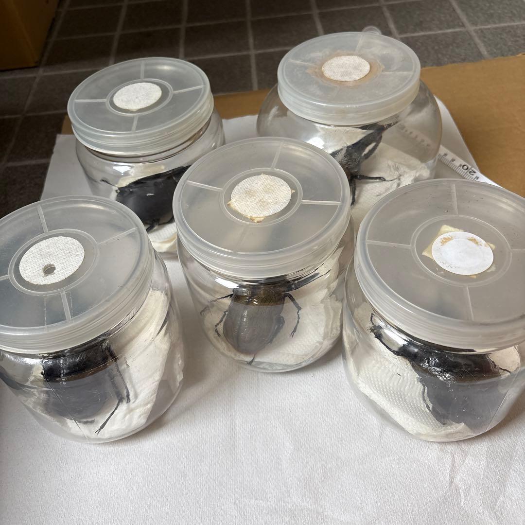 カブトムシ 標本セット 5匹