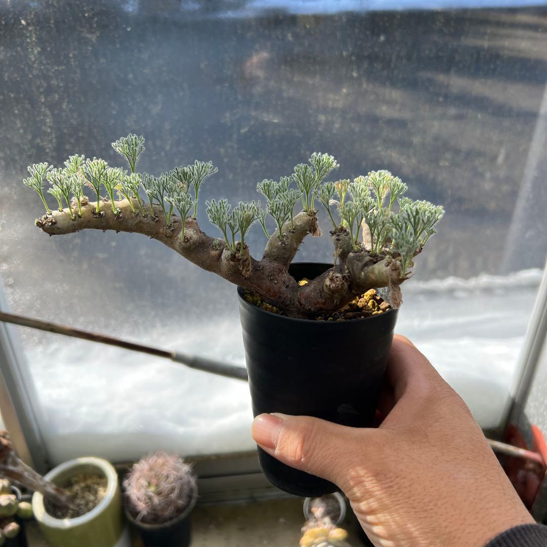 モンソニア　ムルチフィズム