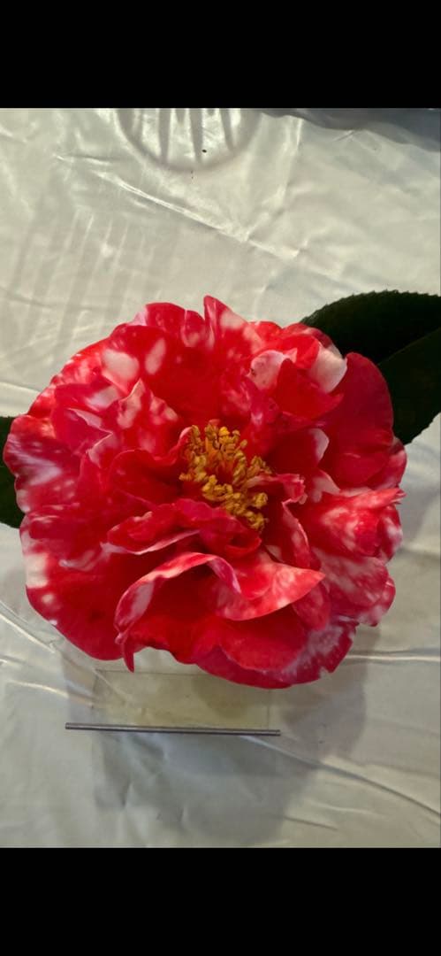 dokuman レイジェントリー3と此の糸2点セット