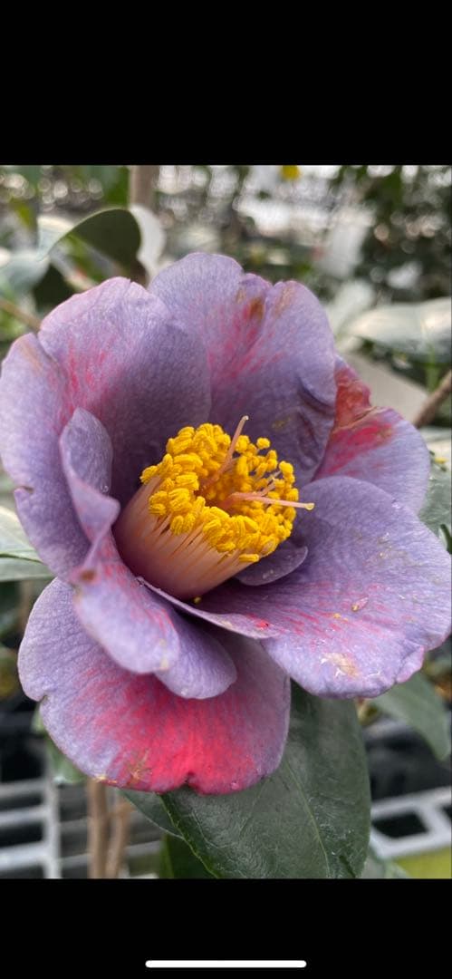 dokuman レイジェントリー3と此の糸2点セット