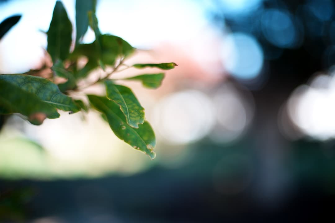 【美品】ニコン Ai-s Nikkor 50mm F1.4 大口径 995