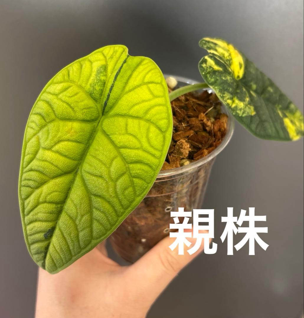 【芋】 アロカシア　メロ　オーレア　斑入り