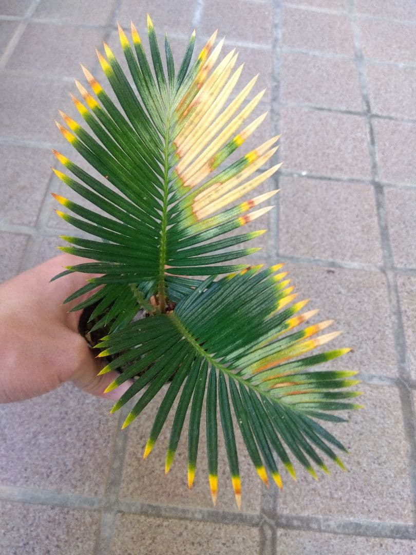 金環ソテツ　2.5号ポットつき　2株セット❗　い