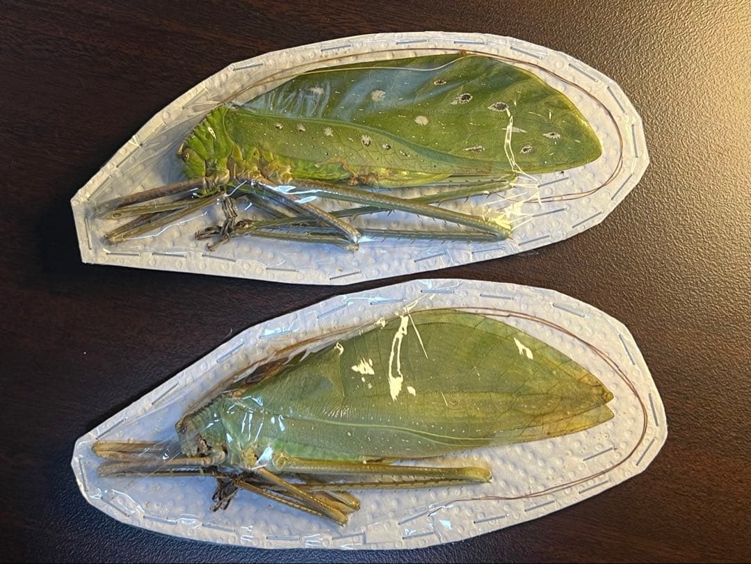 世界最大級のキリギリス　マレーオオコノハギス　ペア標本