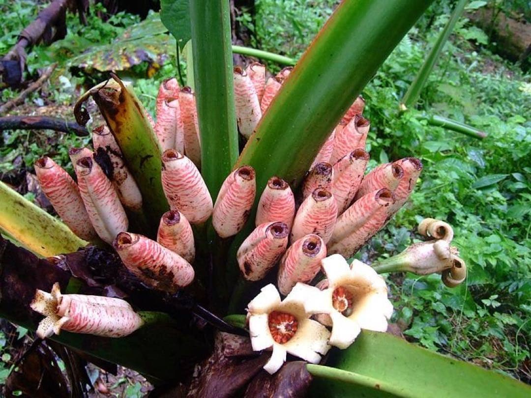 原種　世界最大　アロカシア　ロブスタ　サトイモ科　アロイド　パルダリウム　⑤