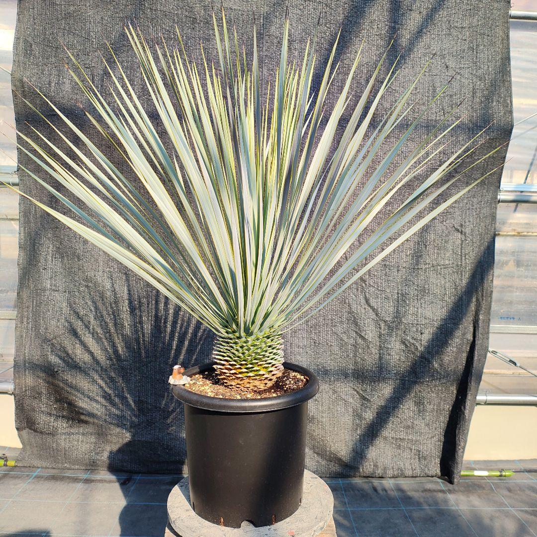 ハ*ン様 ユッカ 　ロストラータ Hybrid【E】