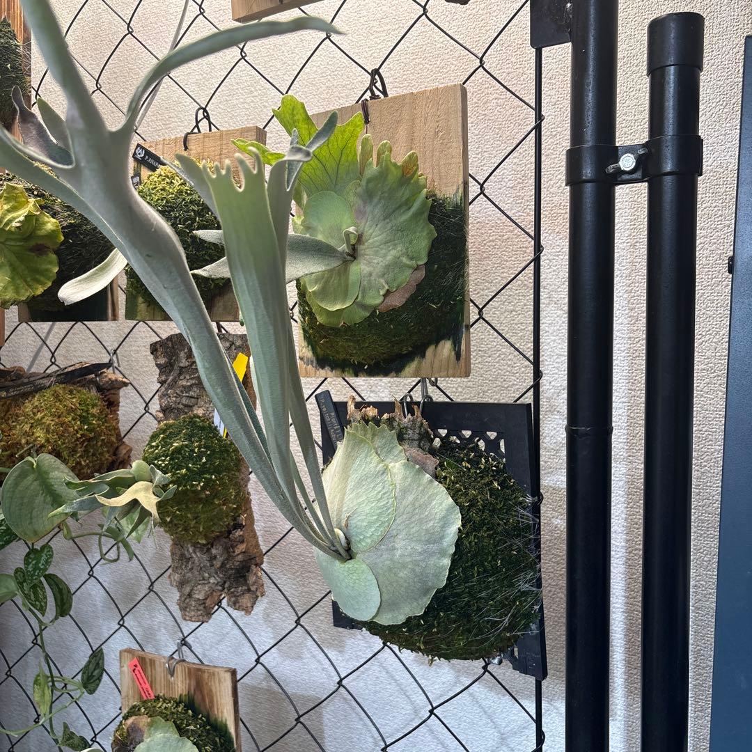 P. veitchii Auburn  日曜日に下げます