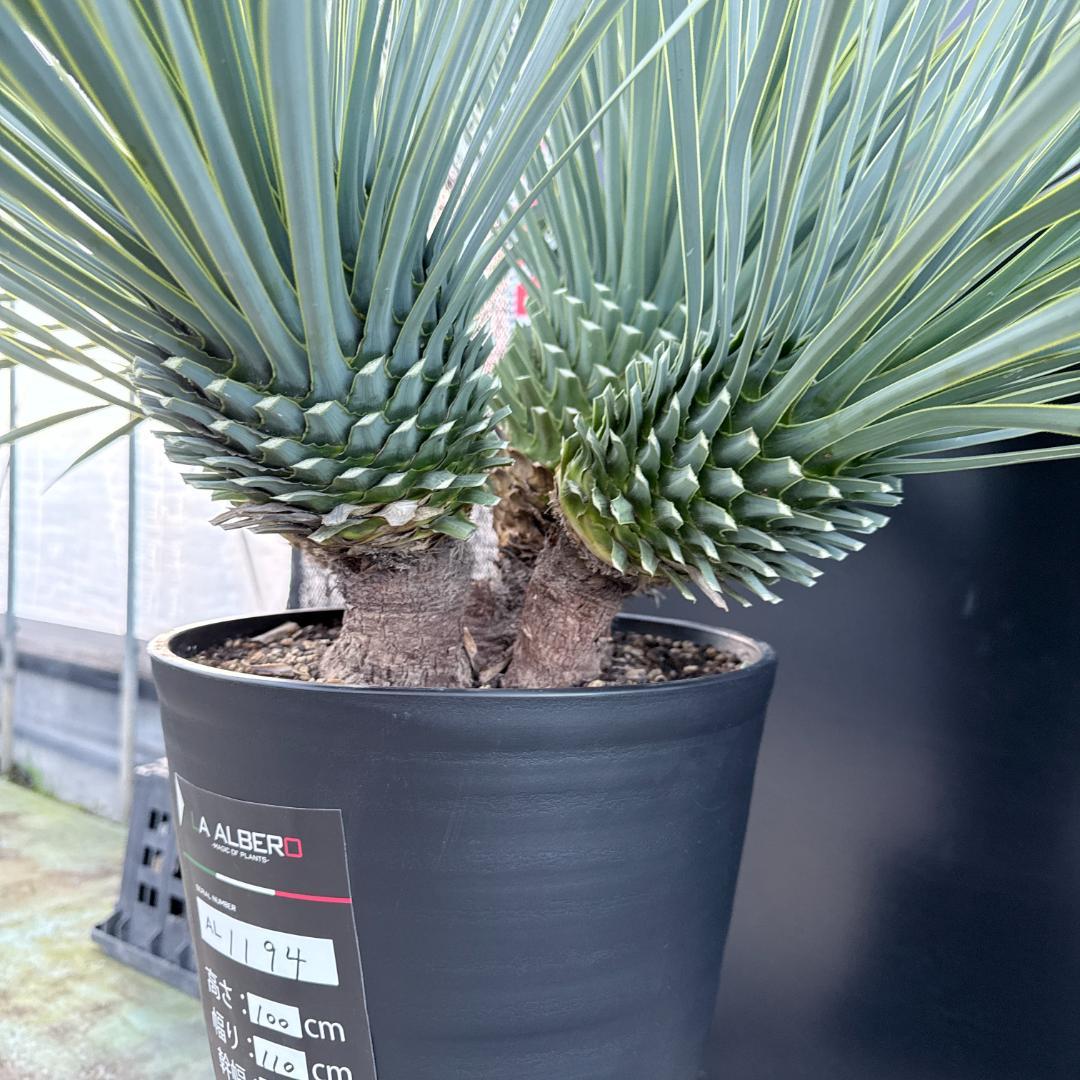 【AL1194】ユッカ　ロストラータ　超希少４分頭株