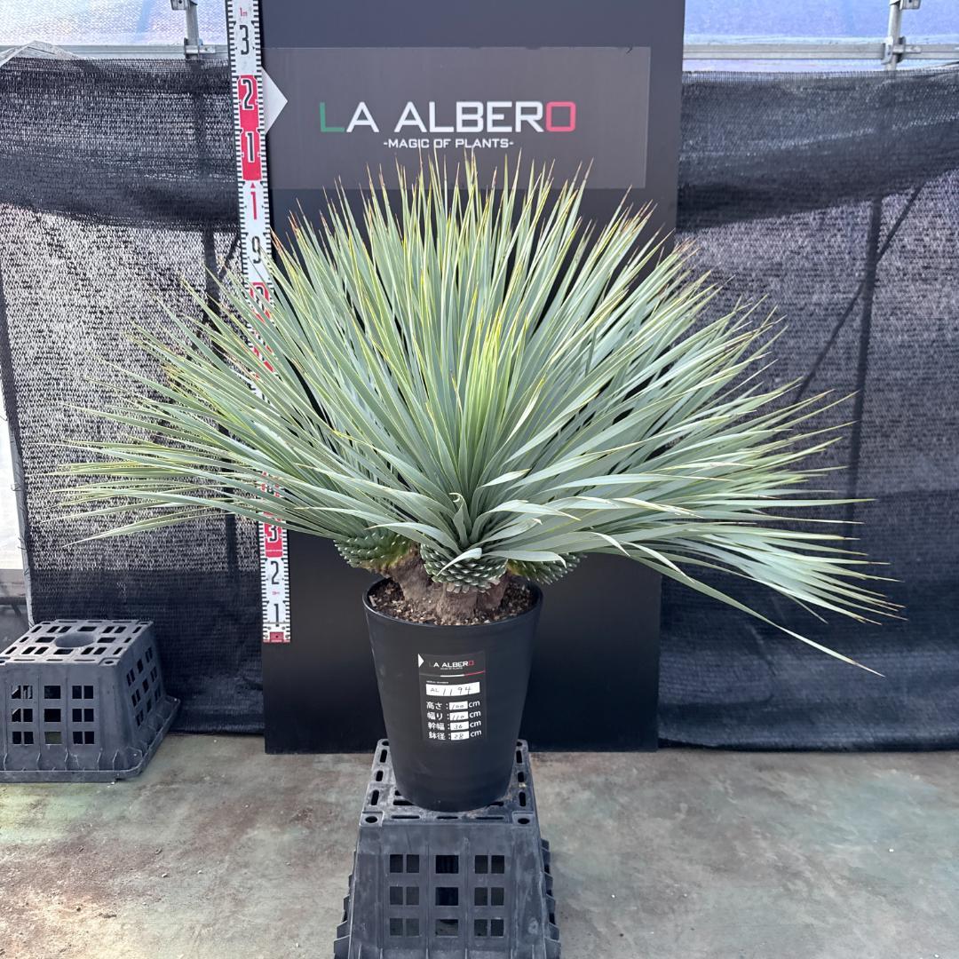 【AL1194】ユッカ　ロストラータ　超希少４分頭株