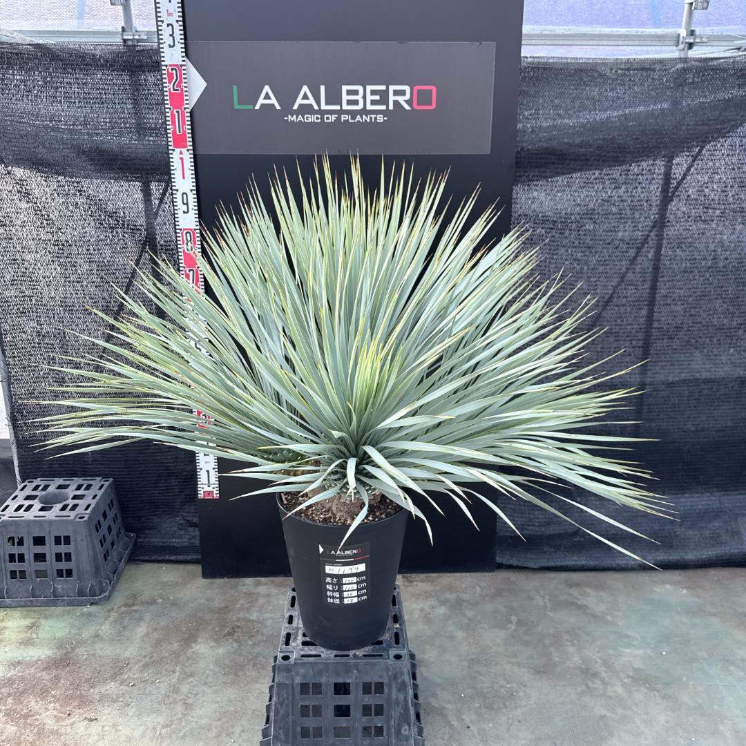 【AL1194】ユッカ　ロストラータ　超希少４分頭株