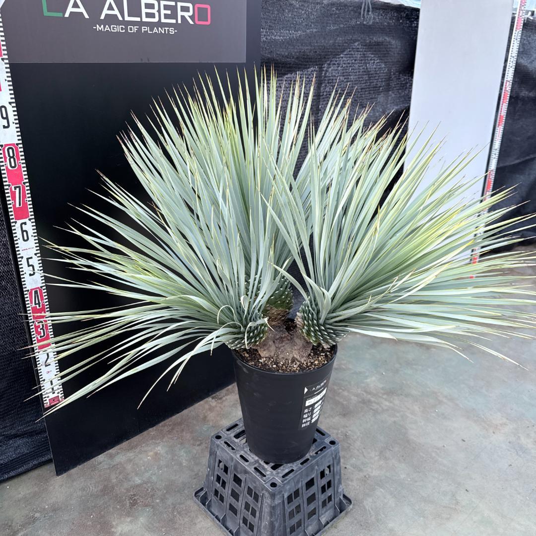 【AL1194】ユッカ　ロストラータ　超希少４分頭株