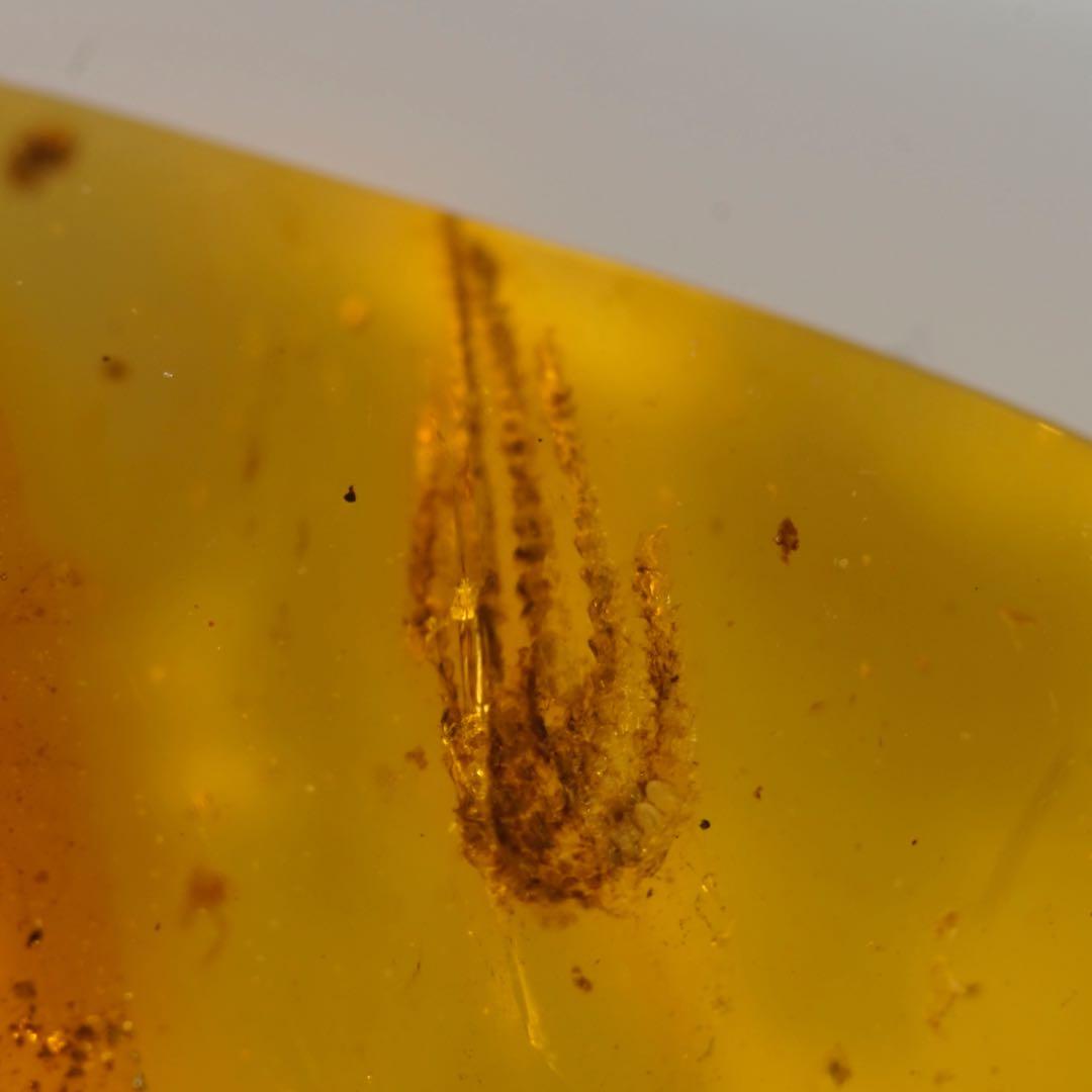 レア極上品手TT0004虫入り琥珀化石ミャンマーカムティかタナイ産9900万年前