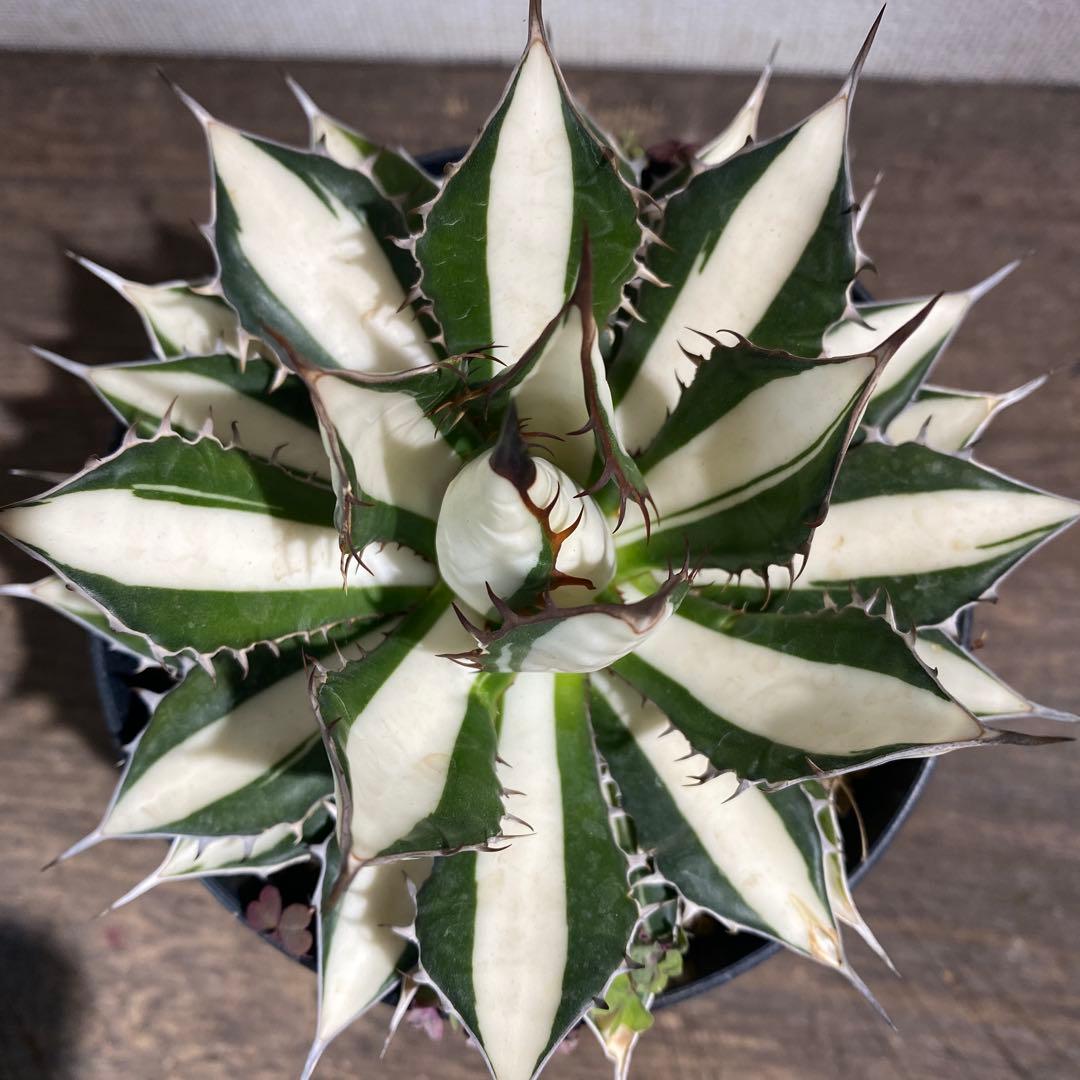 アガベ　ホリダ白中斑入　極上　初売2