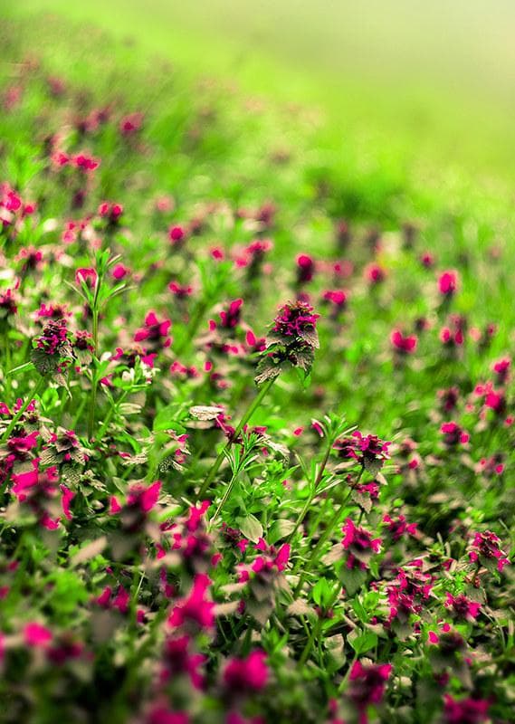 26 　美品　ぐるぐるボケレンズ　ヘリオス　44-2