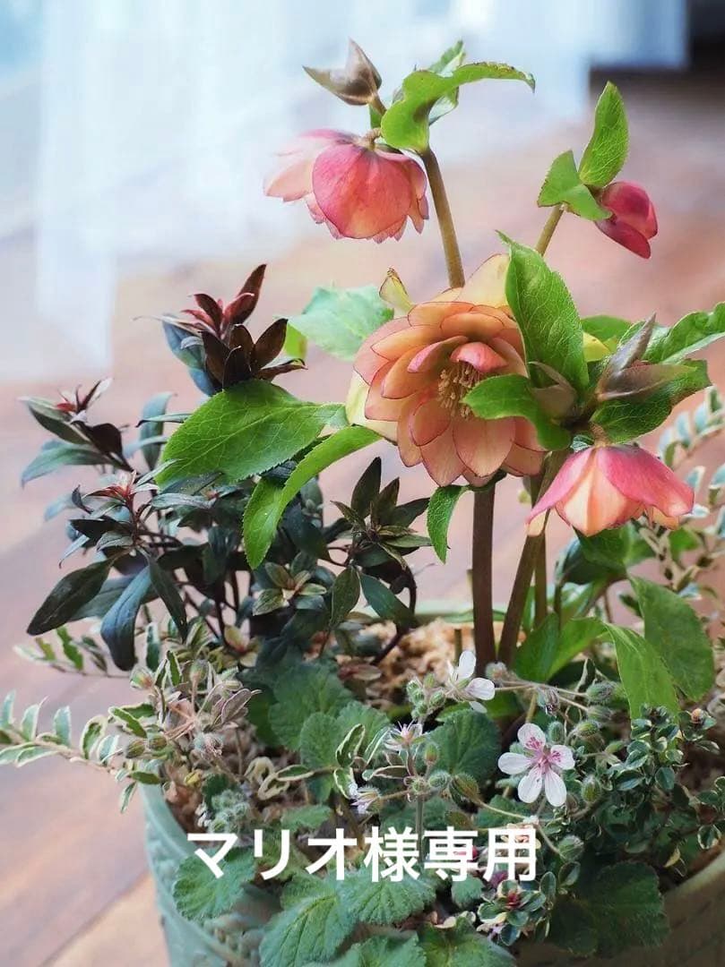 【お値引品】ウィンターシンフォニー寄せ植え