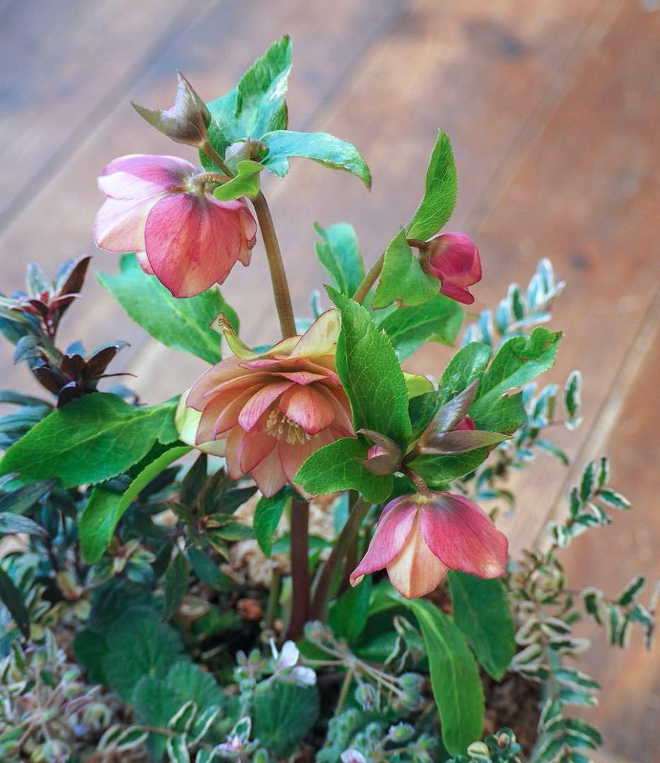 【お値引品】ウィンターシンフォニー寄せ植え