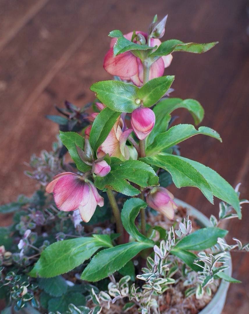 【お値引品】ウィンターシンフォニー寄せ植え