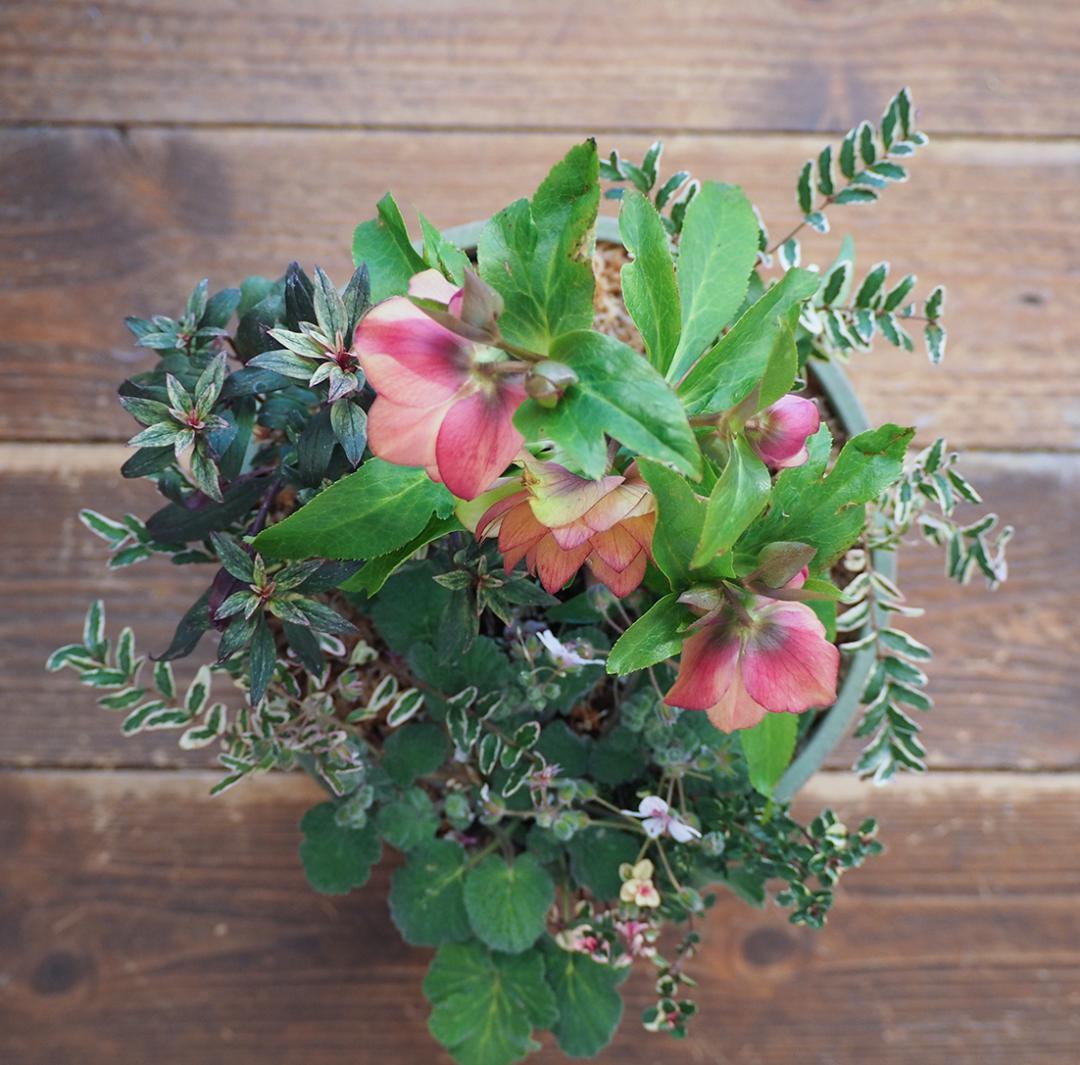 【お値引品】ウィンターシンフォニー寄せ植え