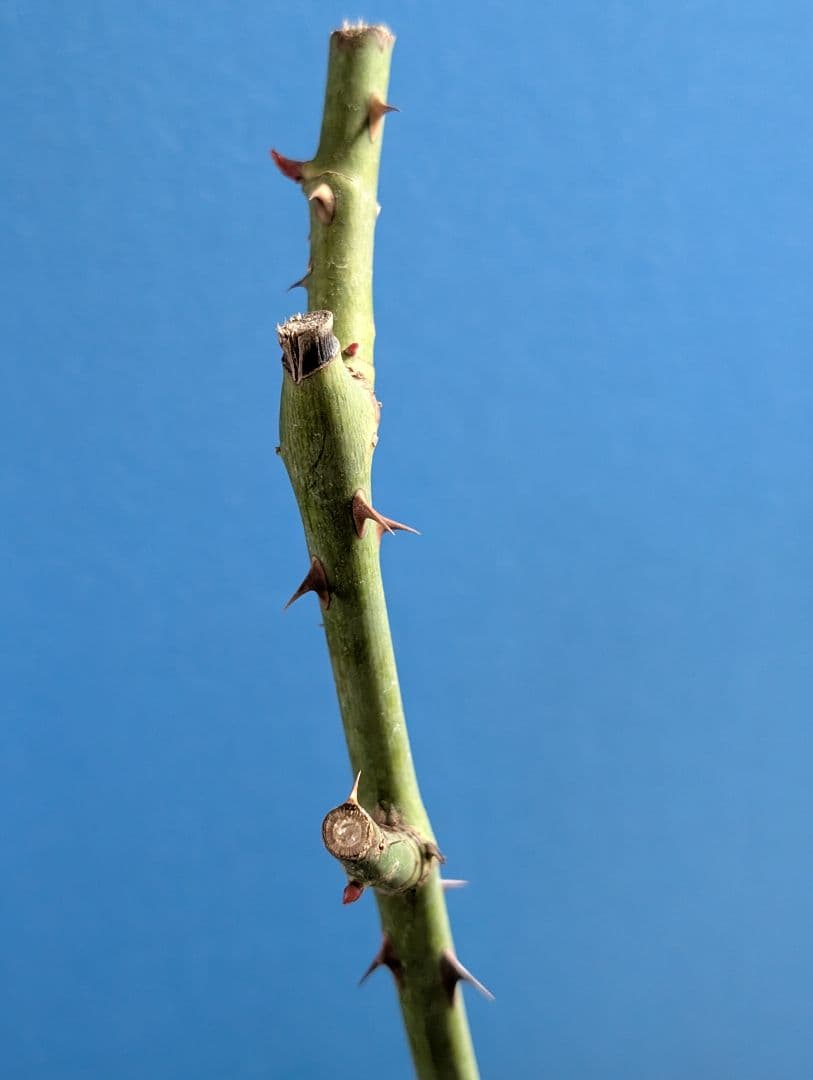 専用★薔薇：藤色のロゼット咲き【アンティークウ◯◯〇】大苗～中苗程度他1品種