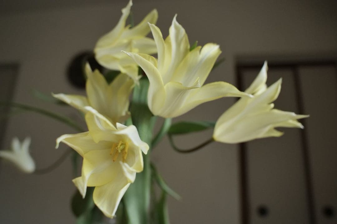 Canon EF 28mm f/1.8 USMレンズ