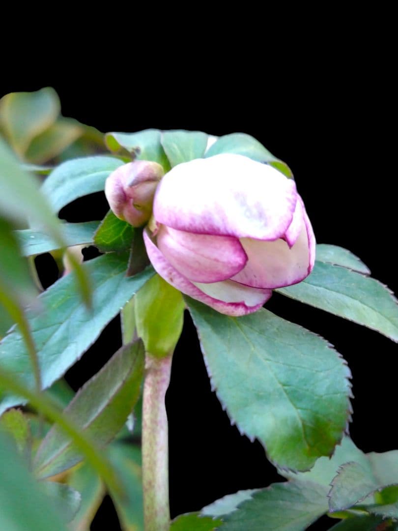 クリスマスローズ　大木ナーセリー　ムルチ系