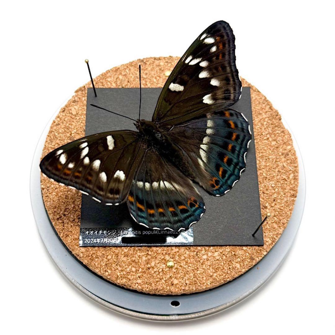 【立体標本】国産蝶　オオイチモンジ　ライブ標本