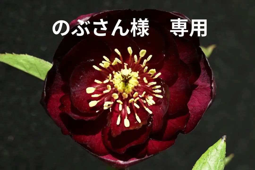 クリスマスローズ　最新花！ 認定キラメキ✩ディープレッド　加藤農園