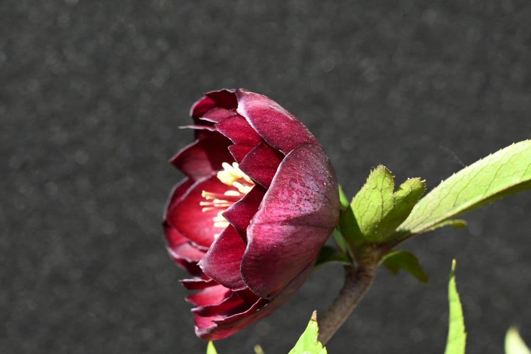 クリスマスローズ　最新花！ 認定キラメキ✩ディープレッド　加藤農園