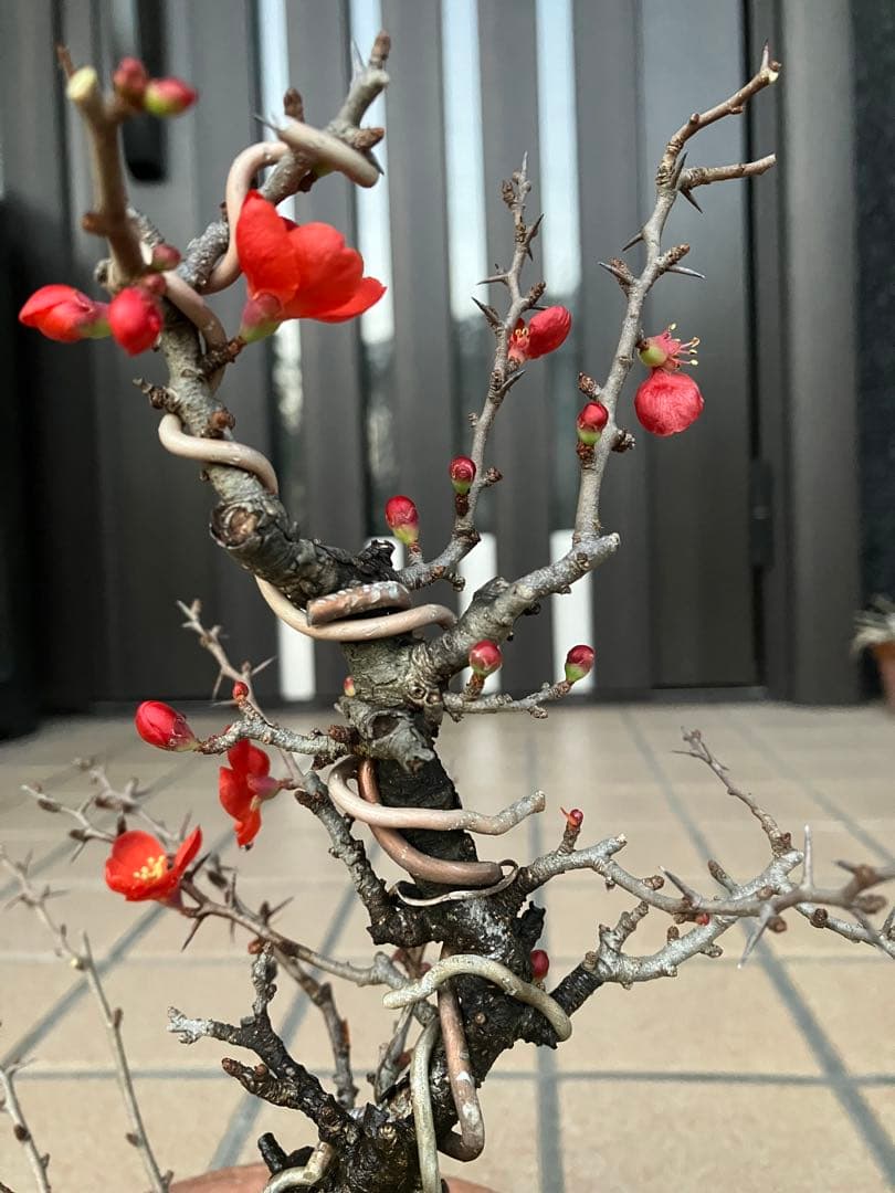 ◉長寿梅盆栽　赤花　沢山の花芽付き　持込の古い古木　極上品　日曜限定の大幅値下げ