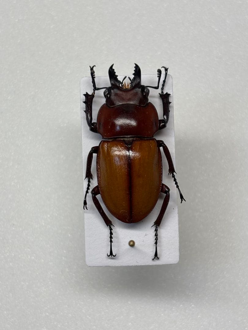 規制前 チャイロマルバネクワガタ標本