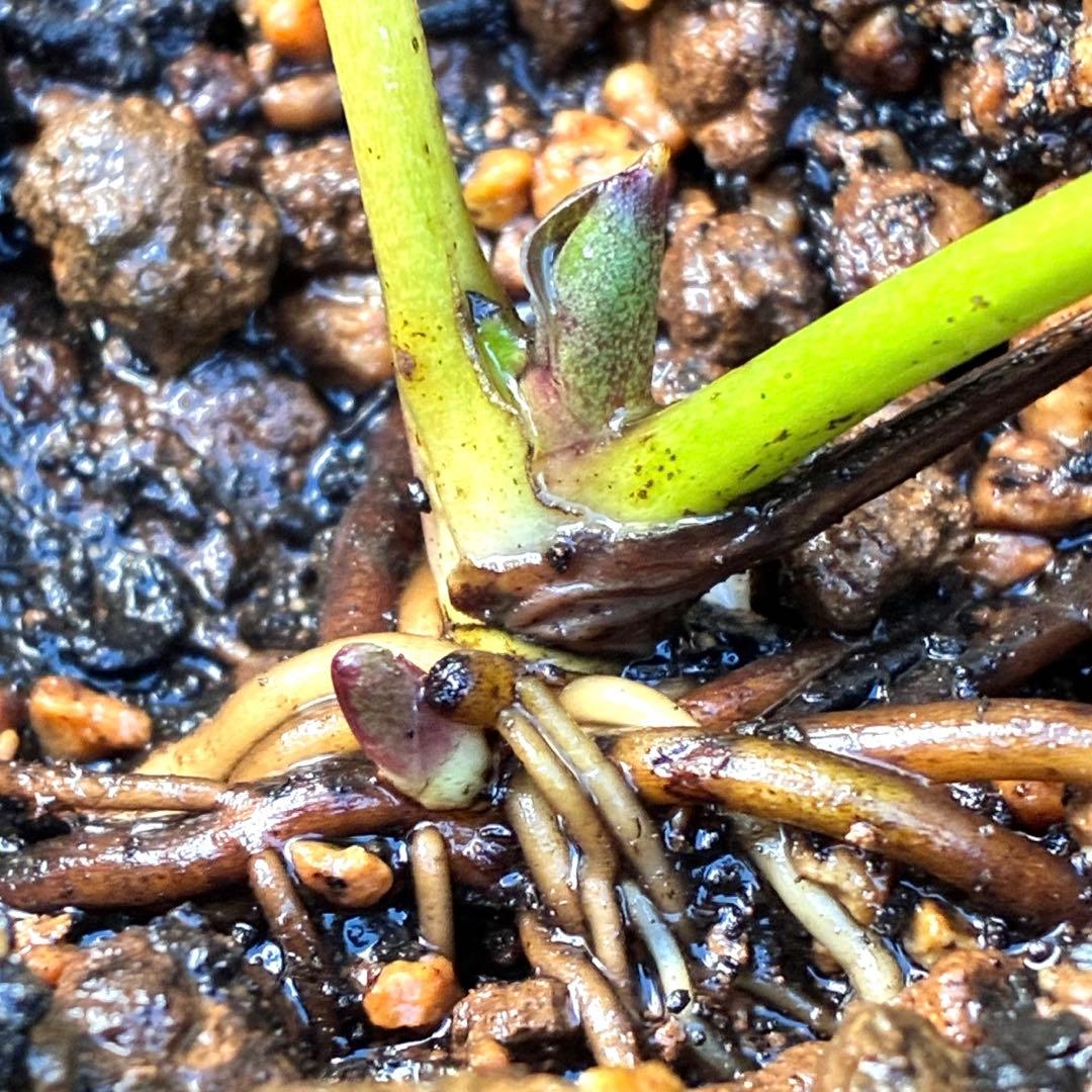 ラ*ク様 ❤️根パンパン❤️沢山新芽元気株❤️3271⭐️超コンパクト超小〜小輪