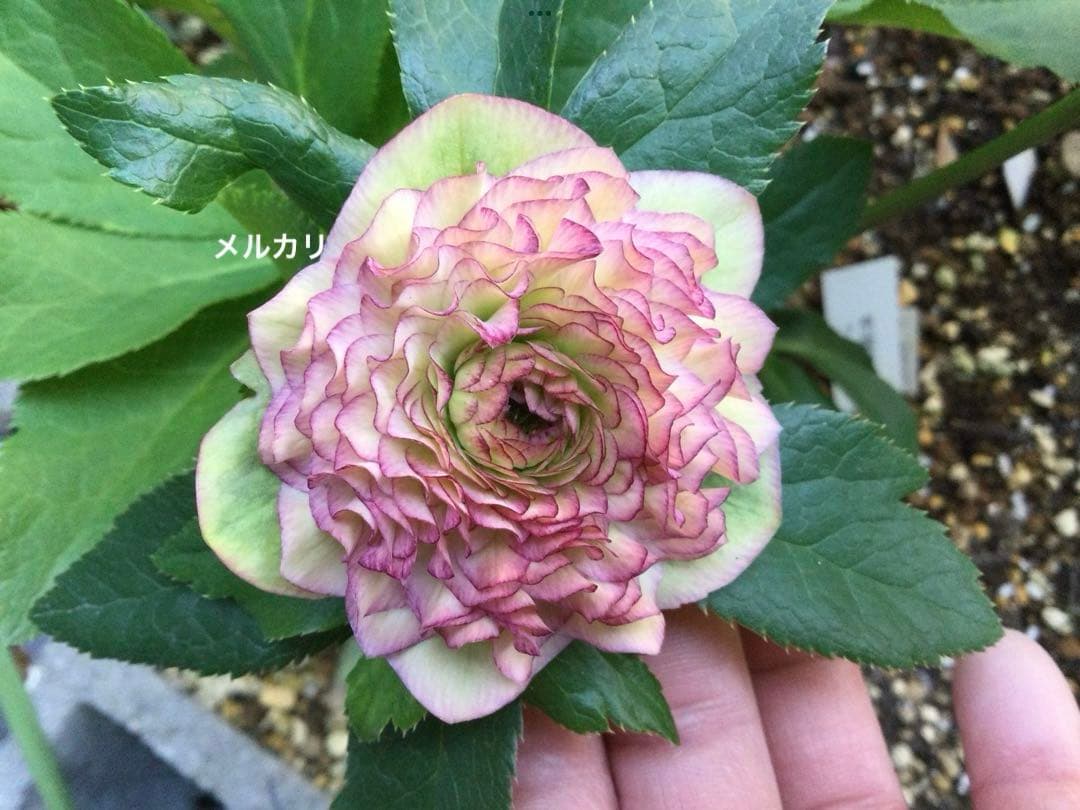 t*o様 クリスマスローズ