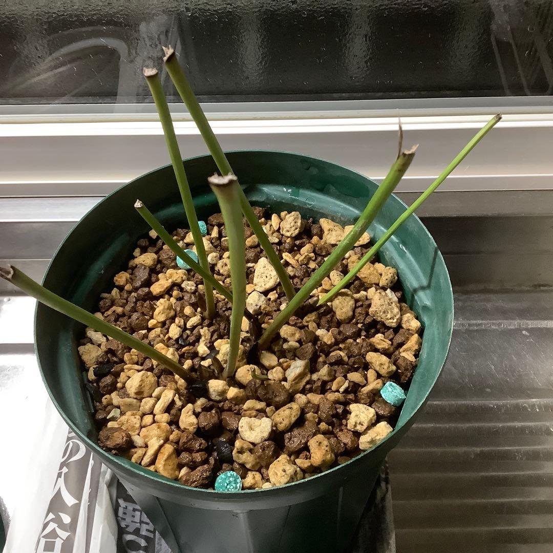 t*o様 クリスマスローズ