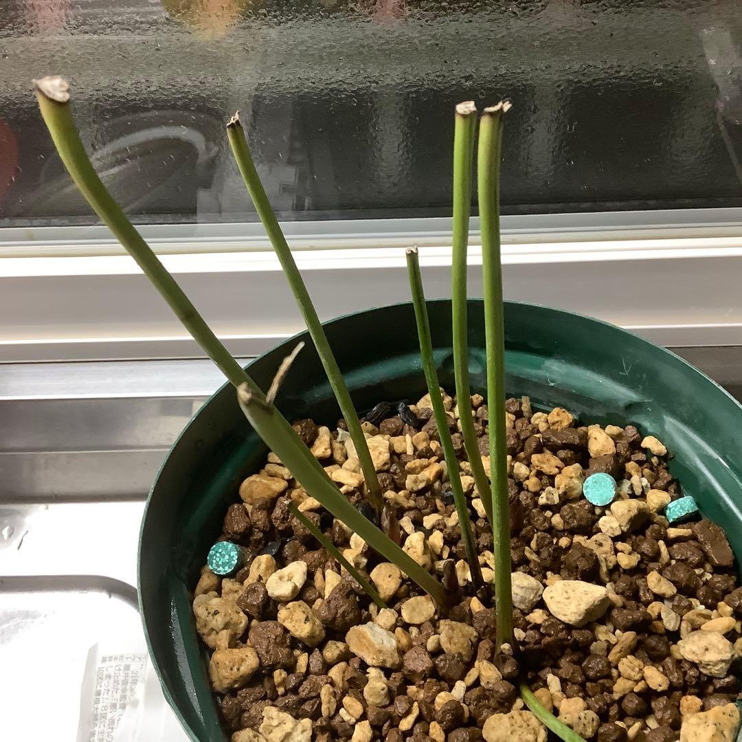 t*o様 クリスマスローズ