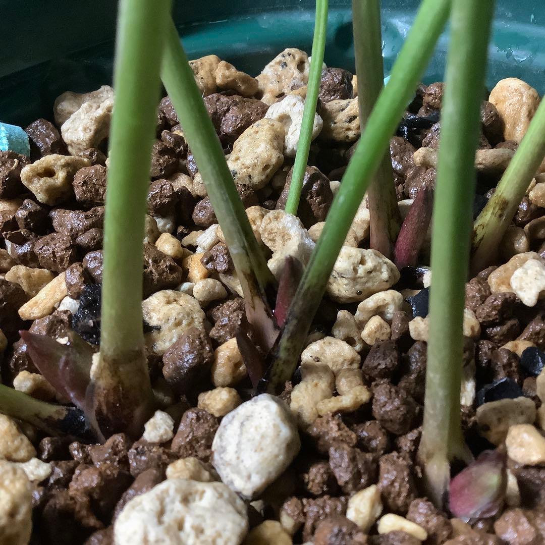 t*o様 クリスマスローズ