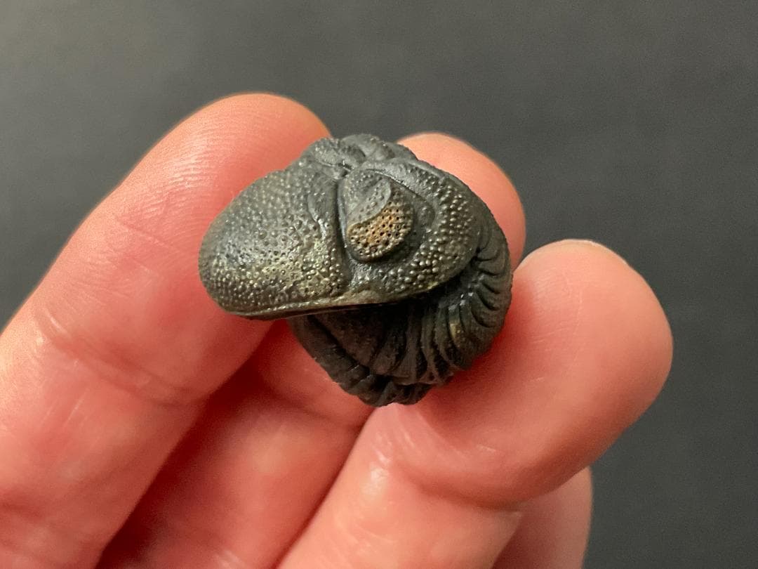 ファコプス 化石 [PH66] 三葉虫