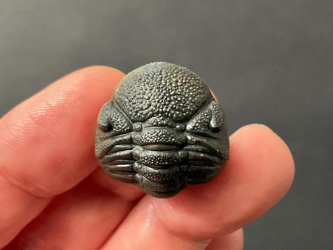 ファコプス 化石 [PH66] 三葉虫