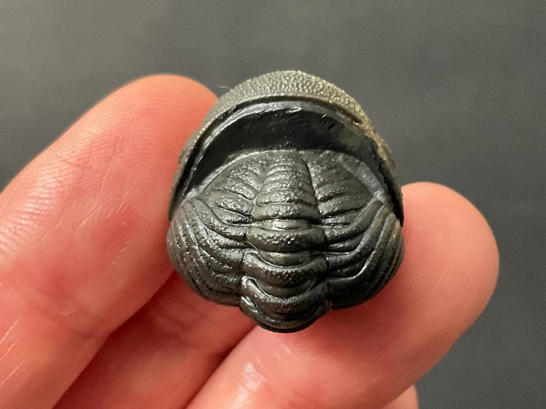 ファコプス 化石 [PH66] 三葉虫