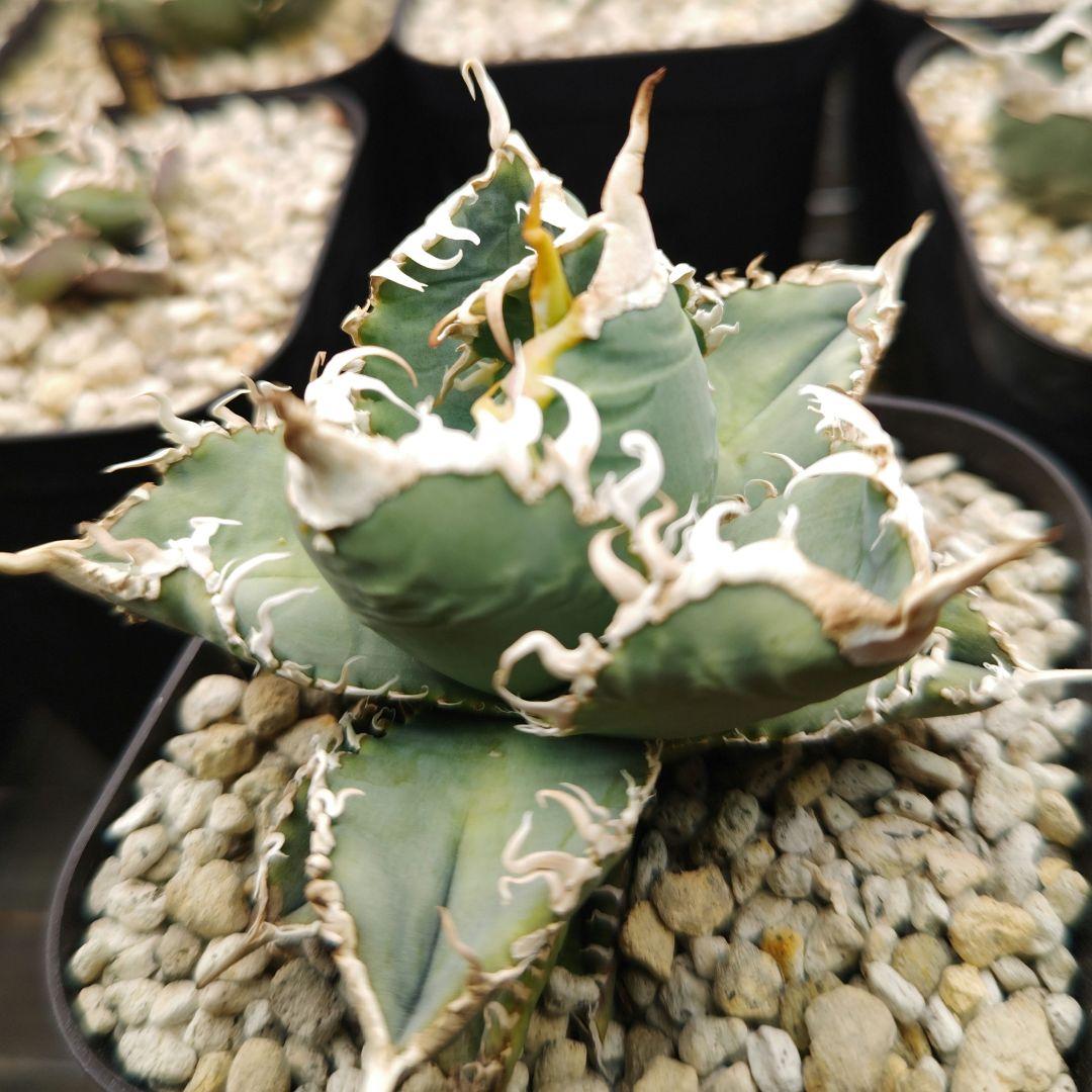 アガベ　チタノタ　白幽霊