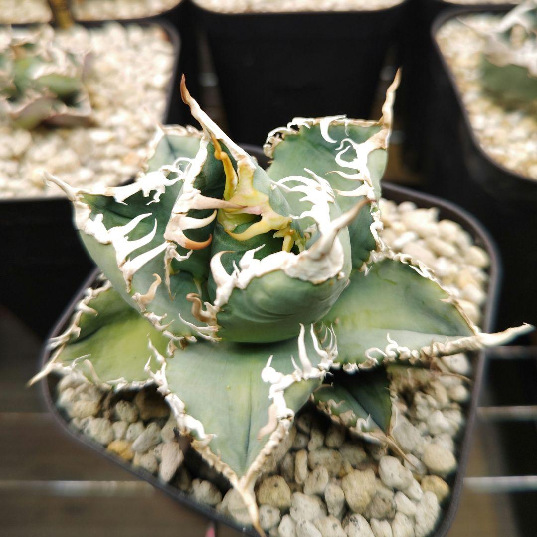 アガベ　チタノタ　白幽霊