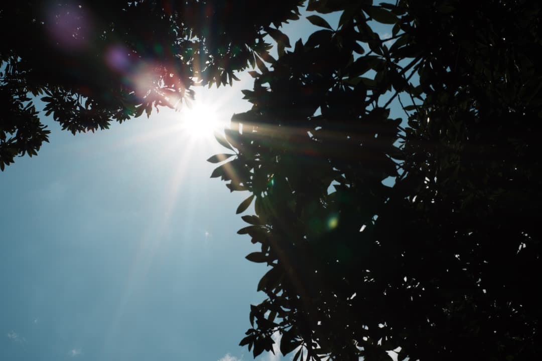 フード付き AF Ai Micor-Nikkor 60mm F2.8D 150